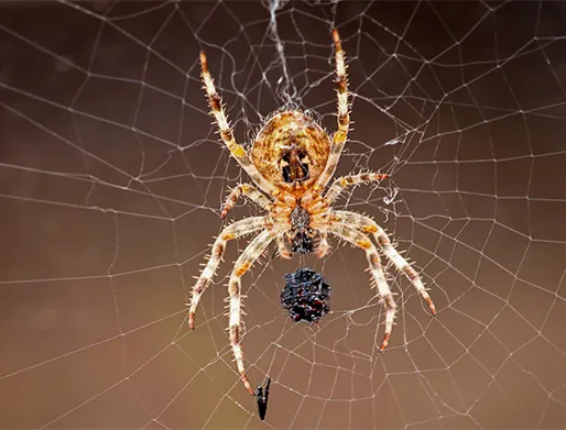 Valor Dedetização de Aranhas